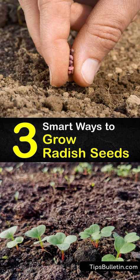 Learn everything about how to grow and plant radishes at home. Discover radish types like Daikon, Burpee, and Cherry Belle. Enjoy tips like how to help your radishes germinate and deal with pests like flea beetles. #radish #seed #growing How To Grow Radishes From Seeds, Planting Radishes From Seed, Growing Radishes From Seed, Growing Radishes In Containers, How To Grow Radishes, Radish Growing, Growing Radish, Radish Plant, Planting Radishes