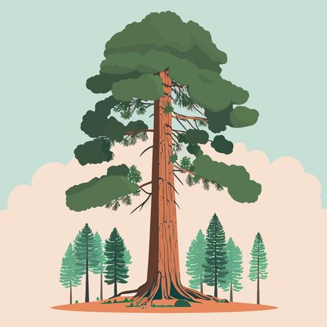 Sequoia Tree Illustration, Redwood Illustration, Big Tree Illustration, Big Tree Drawing, Logo Jb, Tree Vector Art, Roots Drawing, Draw Everyday, Wedding Trees