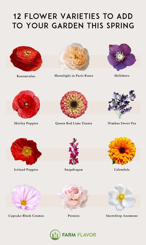 12 Flower Varieties to Plant This Spring Poppy Flower Garden, Flower Varieties, Porch Flowers, Sweet Pea Flowers, April Flowers, New Flower, Garden Plans, Cut Flower Garden, Flower Box