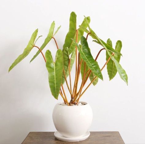 Statement Plants, Philodendron Billietiae, Wishlist Plants, Holly Plant, Heart Leaf Philodendron, Indoor Flowering Plants, Plant Goals, Philodendron Plant, Outdoor House