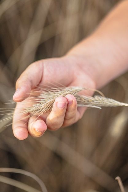 Photo child holding a bunch of ripe cult... | Premium Photo #Freepik #photo #wheat-farm #wheat-field #barley #harvest Wheat Farm, Wheat Field, Short Story, Barley, Vector Photo, Premium Photo, Wheat, Stock Photos, Photography