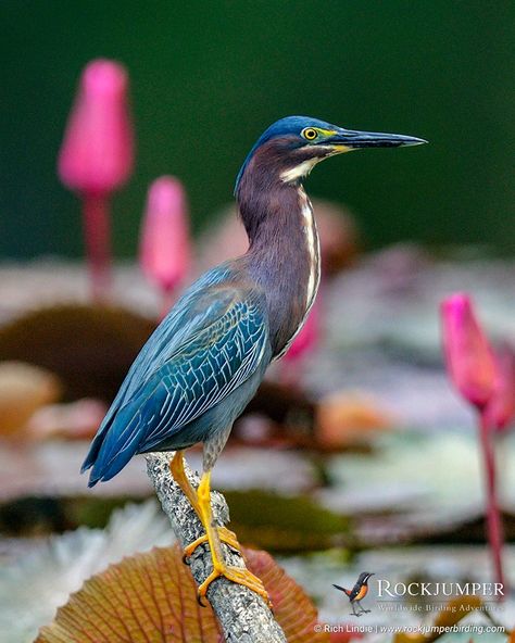 Heron Art, Green Heron, Beautiful Wildlife, Bird Carving, Doodle Ideas, Different Birds, Bird Tattoo, Paper Birds, Herons