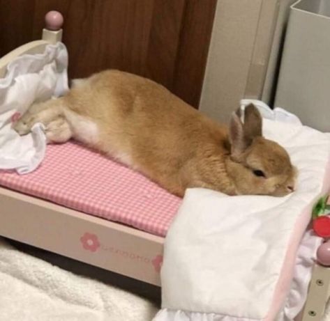 Resting after a tough long weekend of relaxing. #bunnies #rabbit #rabbits #rabbitlove #rabbitlife #bunny #bunnylove #bunnylovers #bunnyrabbit #うさぎ #兎 Bunny Beds, Bunny Care, Cute Bunny Pictures, Bunny Pictures, Pet Bunny, Funny Bunnies, Fluffy Animals, Cute Animal Photos