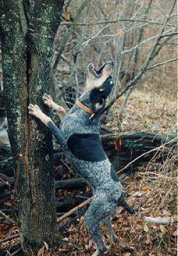 Bluetick Coonhound, hunted with them when I was in my 20s and loved these very sweet dogs. The Bluetick has a fearless and warrior-like approach to the hunt. Blue Tick Coonhound, Blue Tick Hound, Coon Hunting, Blue Tick, Bluetick Coonhound, Sweet Dogs, Hound Dog, Hunting Dogs, Working Dogs