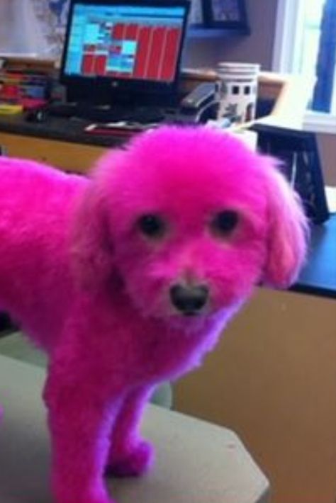 Dog Dyed Fur, Dog Dye, Phillip Schofield, Holly Willoughby, Pet Owner, Pink Dog, Today Show, Ontario Canada, Pet Dog