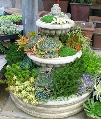 succulent and sedum fountain from Cottage Gardens nursery in Petaluma Tiered Planter, Succulent Gardening, Cottage Gardens, Garden Nursery, Succulents In Containers, Small Space Gardening, Succulent Arrangements, Cactus Garden, Cactus Y Suculentas