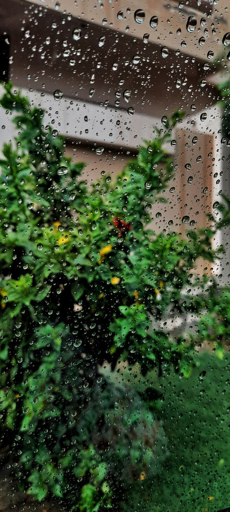 #rain #raindrops #rainyday #glass #water #green #plant #tree Rain Drop Wallpaper, Rain Drops Photography, Rain Poster, Rainy Day Photography, Rain Quotes, Photoshop Backgrounds Backdrops, Rain Wallpapers, Camera Logo, Plant Tree