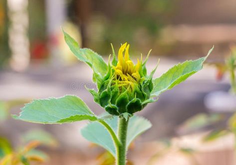 Sunflower Bud, Sunflower Garden, Flower Bud, Ink Art, A Garden, Sunflower, Art Painting, Stock Images, Wall Hanging