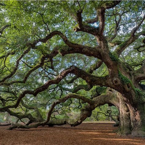 Oak Trees Landscaping, Angel Oak Trees, White Oak Tree, Angel Oak, Live Oak Trees, Oak Forest, Old Oak Tree, Giant Tree, Old Tree