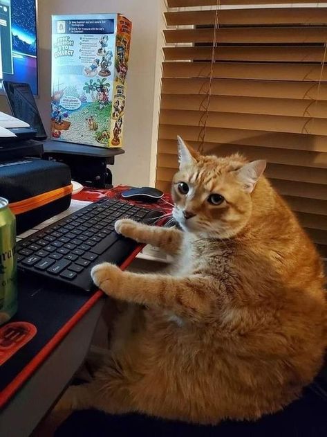 Cat Studying, Punk Cats, Gamer Cat, Silly Kitties, Lots Of Cats, Silly Cats Pictures, Orange Cats, Cat Pictures, Silly Animals