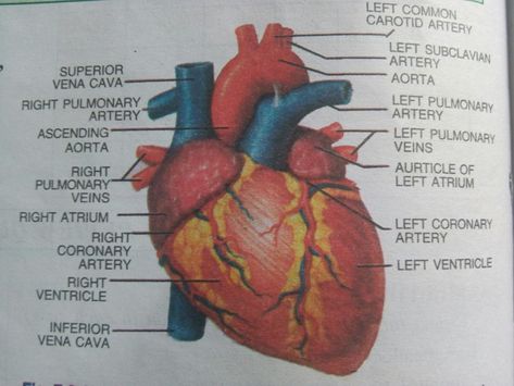 Structure Of Human Heart, Realistic Heart Drawing, Diagram Of The Heart, Heart Anatomy Drawing, Human Heart Diagram, Anatomical Heart Drawing, Biology Drawing, A Real Heart, Human Heart Drawing