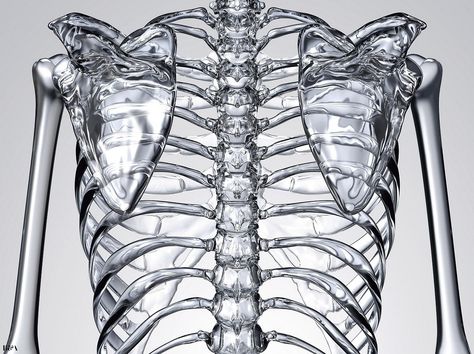 Glass skeleton Bones Human Skeleton, Skeletal Structure, Skeleton X Ray Aesthetic, Glass Skeleton, Skeleton Structure, Skeleton Transparent, The Vampire Chronicles, Art Of Glass, New Gods