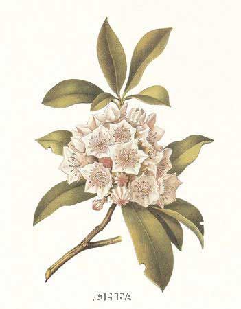 Laurel Tattoo, Laurel Plant, Laurel Flower, Tattoo Mountain, Antique Botanical Print, Mountain Laurel, Botanical Tattoo, Mountain Tattoo, Antique Floral