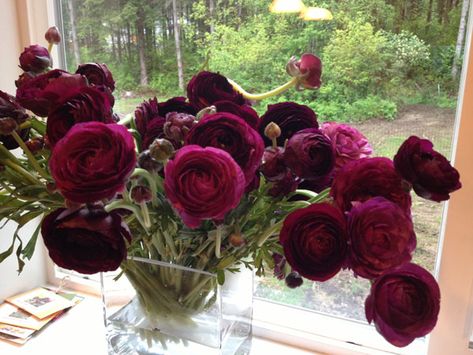 Berry ranunculus. Love these with a mix of the watermelon colored ones for the gazebo with greenery Burgundy Ranunculus, Ranunculus Wedding Bouquet, Halloween Flowers, Burgundy Flowers, Wholesale Flowers, Burgundy Wedding, Ranunculus, Beautiful Blooms, Love Flowers