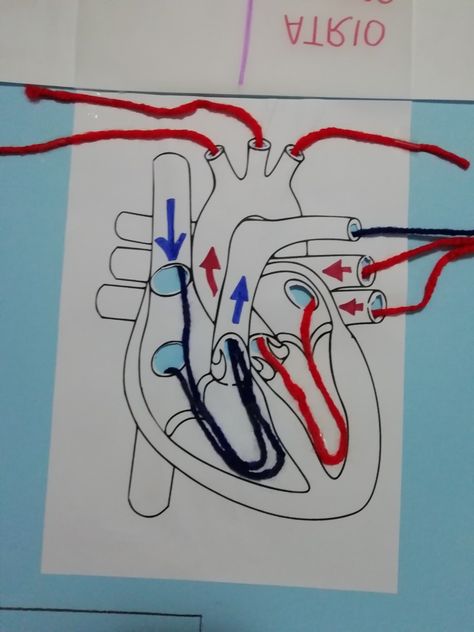 Body Systems Project, Human Body Science Projects, Earth Science Projects, Human Body Worksheets, Human Body Projects, Projects Science, Human Body Science, Human Body Activities, Human Biology