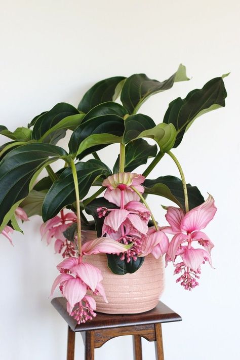 Medinilla Magnifica, Plants With Pink Flowers, Flowers Pot, Tanaman Indoor, Tanaman Pot, Plant Goals, Backyard Garden Layout, Small Greenhouse, Pink Plant