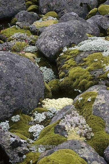 Lichens and moss on rocks - photo Stephen Sharnoff Lichen On Rocks, Moss On Rocks, Moss Painting, Moss Texture, Moss Aesthetic, Moss Rocks, Mossy Rocks, Moss Forest, Landscape Rocks