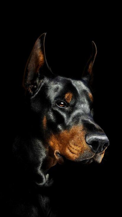 Dog Wallpaper Iphone, Black Doberman, Doberman Dog, Doberman Pinscher Dog, Scary Dogs, Doberman Puppy, Ipad Wallpapers, Doberman Dogs, Pretty Dogs