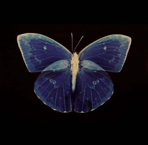 Contemporary Photography, Back To Nature, Blue Butterfly, Black Background, Moth, Art Inspo, Bugs, Insects, Art Reference