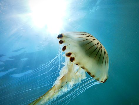 Compass Jellyfish, Jellyfish, Compass, Fish Pet, Fish, Animals