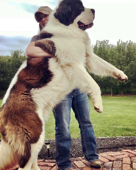 St Bernard Puppies, Dog Name Ideas, Biggest Dog In The World, Pet Anime, Saint Bernard (dog), Biggest Dog, Top Dog Breeds, St Bernard Puppy, Newfoundland Dogs