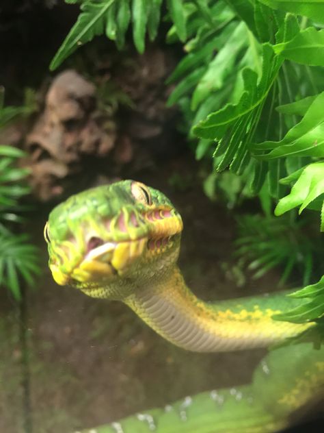 Amazon Basin emerald tree boa Black Boa Constrictor, Yellow Boa Constrictor, Emerald Tree Skink, Green Tree Snake, Emerald Tree Boa, Favorite Animals, Snakes, Emerald, Horses