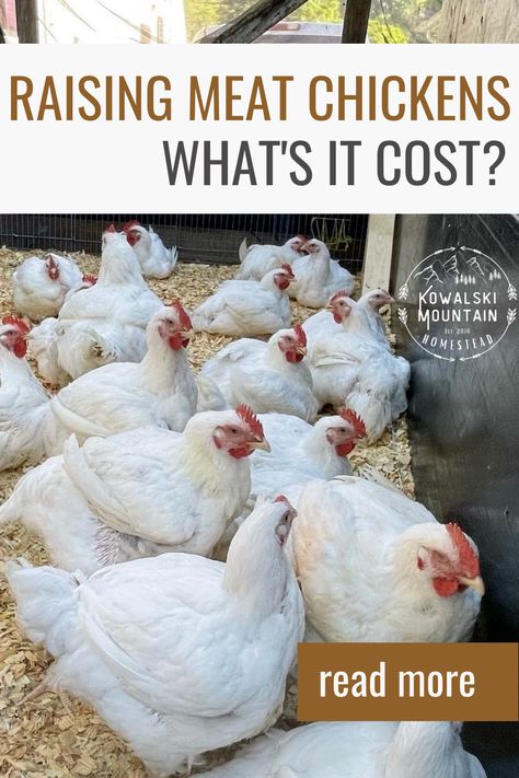 Raising Cows For Meat, Raising Chickens For Meat, Beginner Homesteading, Meat Chickens Breeds, Fill Your Freezer, Raising Meat Chickens, Homestead Animals, Homesteading Animals, Raising Chicken