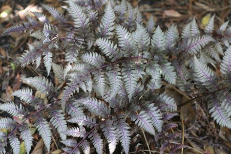 Ferns are one variety of plant that is extremely hardy and adaptable. Not all ferns are cold hardy, but quite a few are. Learn more about cold hardy fern plants, specifically garden ferns hardy to zone 3, in this article. Painted Fern, Lady Fern, Types Of Ferns, Japanese Painted Fern, Shade Loving Perennials, Lace Painting, Silver Falls, Shade Perennials, Fern Plant