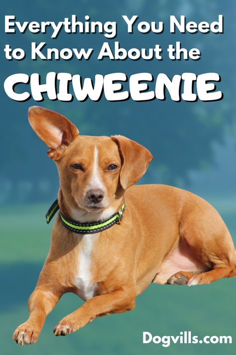 Meet the adorable Chiweenie pups – a delightful blend of Chihuahua spunk and Dachshund charm! 🐾 Uncover their big personalities in small packages and learn why they're stealing hearts everywhere. Whether you're a dog enthusiast or just looking for a daily dose of cuteness, dive into the world of Chiweenies with us. 🐶❤ Chiweenie Puppies, Chiweenie Dogs, Hearts Everywhere, Standard Dachshund, Dachshund Mix, Chihuahua Mix, Lap Dogs, Different Dogs, Tiny Dogs