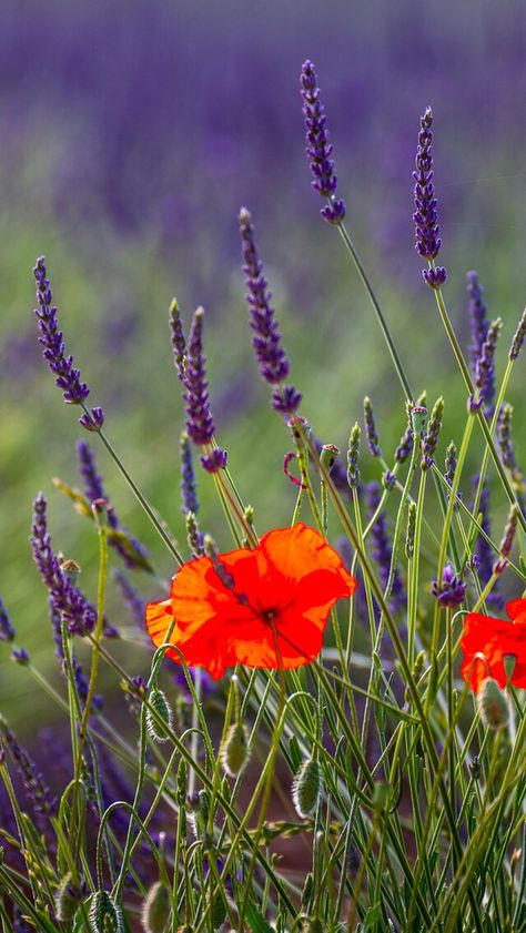 Lavender Fields Photography, Lavender Herb, Wild Flower Meadow, Very Beautiful Flowers, Landscape Photography Nature, Wildflower Garden, Outdoor Flowers, Floral Photo, Wild Plants