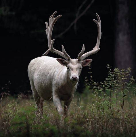 🍀✨🦌Have you had the good fortune to see a stag in real life? They are a powerful symbol in Celtic and other mythology. Find out what the stag could mean in your life on UniGuide. 🦌✨🍀: #stpatricksday #celtic #deer #buck #stag #whitestag #mytholiogy #snowwhite Stag Spirit Animal, Stag Symbolism, Symbolism Meaning, Stag Tattoo, The Stag, Animal Spirit Guides, Stag Deer, Animal Guides, Power Animal