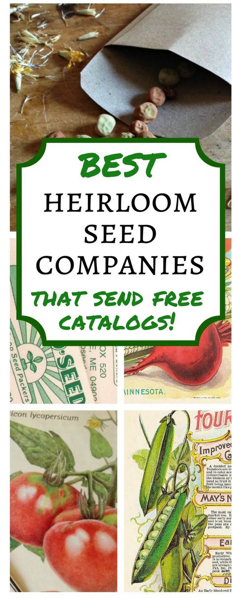 Check out this list of the BEST heirloom seed companies that send free catalogs, and get on their lists, so you'll be ready to order for spring! Heirloom Seeds Catalog, Seed Companies, Gemüseanbau In Kübeln, Free Catalogs, Survival Gardening, Heirloom Vegetables, Seed Catalogs, Avocado Smoothie, Garden Veggies