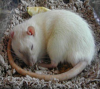 This one shows the tail of the mouse in a better view and I'm hoping to make this one look similar to the cat pictogram by making it's tail curl around it's body while it sleeps as well. Mouse Curled Up, Rat Curled Up, Rat Sleeping, Sleeping Mouse, Rat Care, Mouse Tail, Dumbo Rat, Fancy Rat, Cute Rats