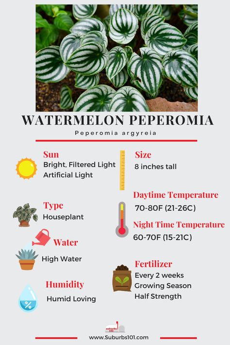 8 Tips on How to Care for Your Watermelon Peperomia (Peperomia argyreia Infographic) Watermelon Peperomia Plant Care, Peperomia Watermelon Care, Watermelon Peperomia Care, Peperomia Plant Care, Peperomia Argyreia, Peperomia Watermelon, Silver Plants, Dog Safe Plants, Watermelon Peperomia