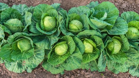 Cabbage Spacing: How Far Apart Should You Plant Cabbage? Start Seeds Indoors, Cabbage Plant, White Cabbage, All About Plants, In The Garden, The Garden, Planting Flowers, Seeds, Canning