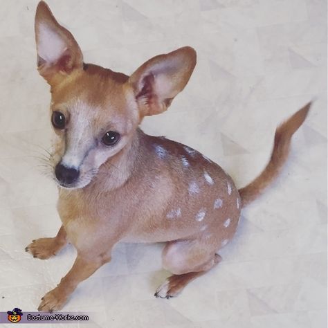 Halloween Costumes For Chihuahuas, Chihuahua Costumes Halloween, Holocene Costumes, Diy Halloween Costumes For Dogs, Chihuahua Halloween Costumes, Bambi Costume, Halloween Pet Costumes, Chihuahua Costumes, Dog Dye