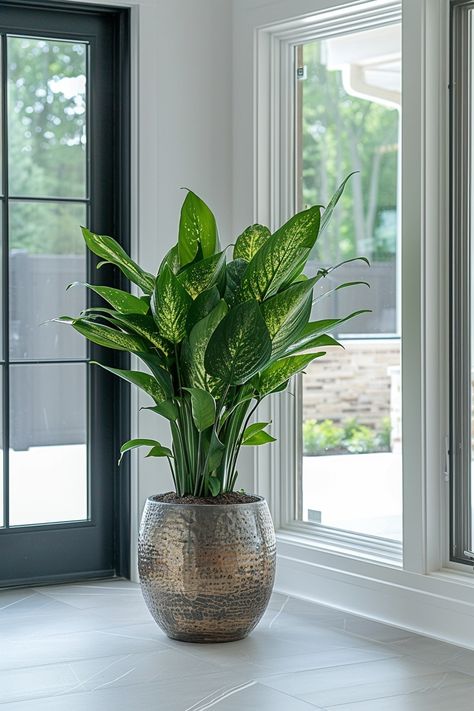 Plant For Bedroom Decoration, Houseplant Tattoo, Best Indoor Plants For Beginners, Home Plants Indoor, Indoor Plants For Low Light, Indoor Plants For Beginners, Plants For Low Light, Planter Arrangements, Houseplant Decor