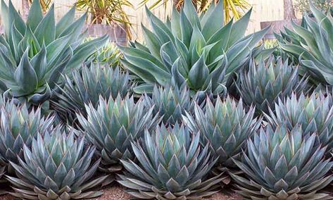 Plant Combination Ideas - Plant Family Agaves Agave Blue Glow, Succulent Landscape Design, Waterwise Garden, Planting Design, Mediterranean Plants, Succulent Landscaping, Blue Glow, Modern Landscape Design, Coastal Gardens