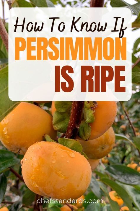 Find out when is a persimmon ripe and what are the best ways to preserve it, use it, and harvest your persimmons as well as what ways are not so recommendable. Persimmon Recipes, Food Safety Tips, Homestead Kitchen, Marinated Tomatoes, Jams & Jellies, Inspired Recipes, Perfect Side Dish, Food Safety, Persimmon