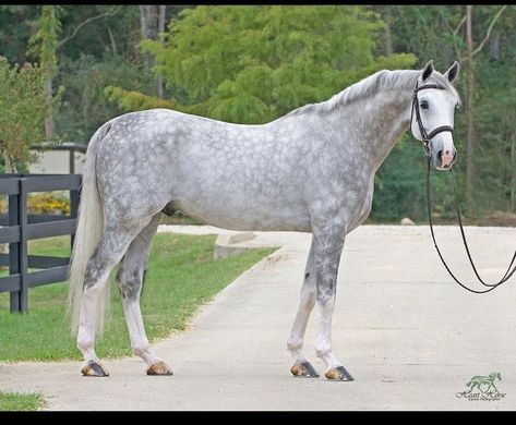 Kathiyawadi Horse, Dapple Grey Horses, All Horse Breeds, Grey Horses, Warmblood Horses, Rasy Koni, Horse Games, Horse Inspiration, Equestrian Center