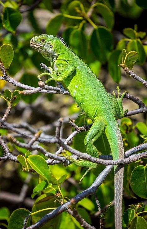 Iguana Pet, Costa Rica Wildlife, Amazing Frog, Color Twist, Green Iguana, Rainforest Animals, Father Images, Caribbean Art, Reptile Snakes