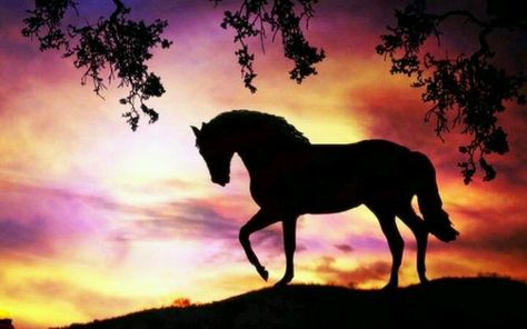 SHADOW Cowboys Silhouette, Beautiful Horses Photography, Cute Horse Pictures, Beautiful Horse Pictures, Horse Posters, Horse Wallpaper, Silhouette Painting, Horse Silhouette, Most Beautiful Horses