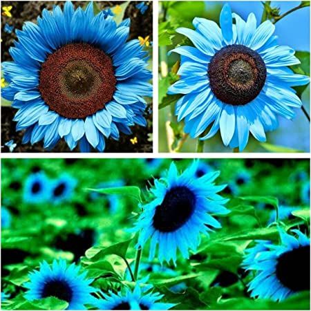 Plants Hacks, Clover Seed, Blue Sunflower, Midnight Oil, Pink Sunflowers, Plant Hacks, Seed Pack, Garden Bulbs, Pallets Garden