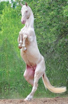 The Breed – Akhal-Teke Association of America Dynamic Animal Poses Reference, Horse Pose Reference, Horse Poses Reference, Akhal-teke, Ahal Teke, Horse Poses, Animal Poses, Horse White, Horse Reference