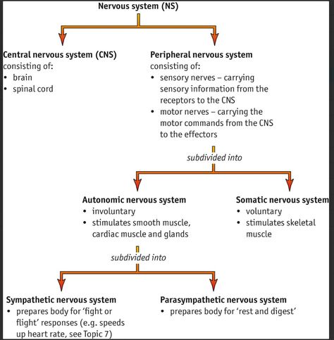 Cns Physiology Notes, Autonomic Nervous System Notes, Anatomy And Physiology Notes Study Nervous System, Nervous System Anatomy Notes, Central Nervous System Notes, Cns Nervous System, Parasympathetic Nervous System Activate, Cns Anatomy, Nervous System Notes