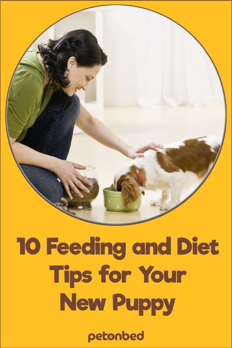 Feeding a new pup doesn’t have to be daunting. But there are a few tricks and rules to keep in mind. Here are some top tips to make it easier and keep your pup healthy and happy. #puppies #dogsfeeding #petonbed Dog Health Tips, Healthy And Happy, Dog Health, New Puppy, Diet Tips, Keep In Mind, Top Tips, Health Tips, Make It