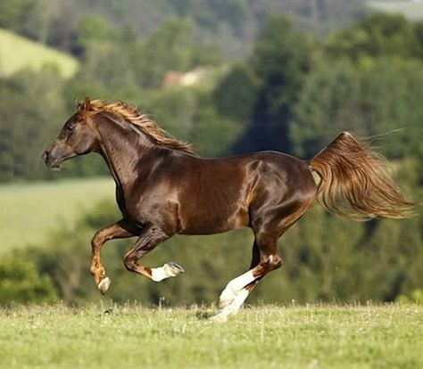 Liver Chestnut Arabian, Liver Chestnut, Horse Markings, Horse Coat Colors, Arabian Stallions, Horse Galloping, Most Beautiful Horses, Horse World, Chestnut Horse