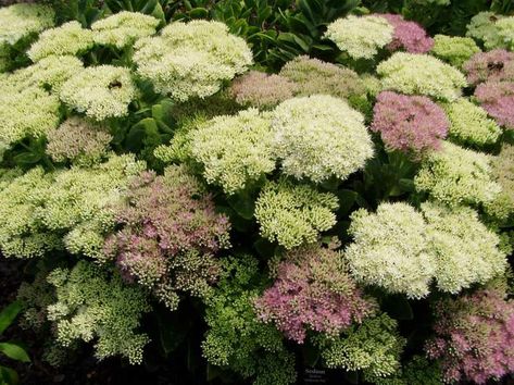 Arrowwood Viburnum, Sedum Autumn Joy, Blue Muffin, Garden Hedges, Best Perennials, Foundation Planting, Sandy Soil, Clay Soil, Flower Spike