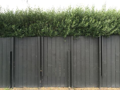 Dark fence and olive tree hedge Olive Hedge Garden Design, Olive Tree Hedge Fence, Olive Tree Hedge, Olive Hedge, Dark Fence, Border Perennials, Tree Hedge, Fence Headboard, Yard Entrance