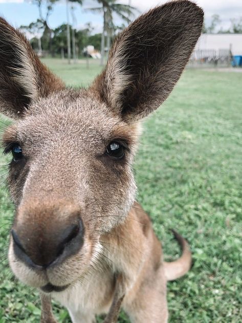 Kangaroo Cute, Australia Kangaroo, Ground Squirrel, Australian Travel, Wildlife Photographer, Backpacking Travel, Vacation Places, Weird Animals, Yellow Flower